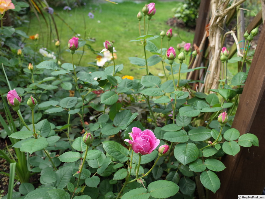 'Sandringham (shrub, Beales before 2013)' rose photo
