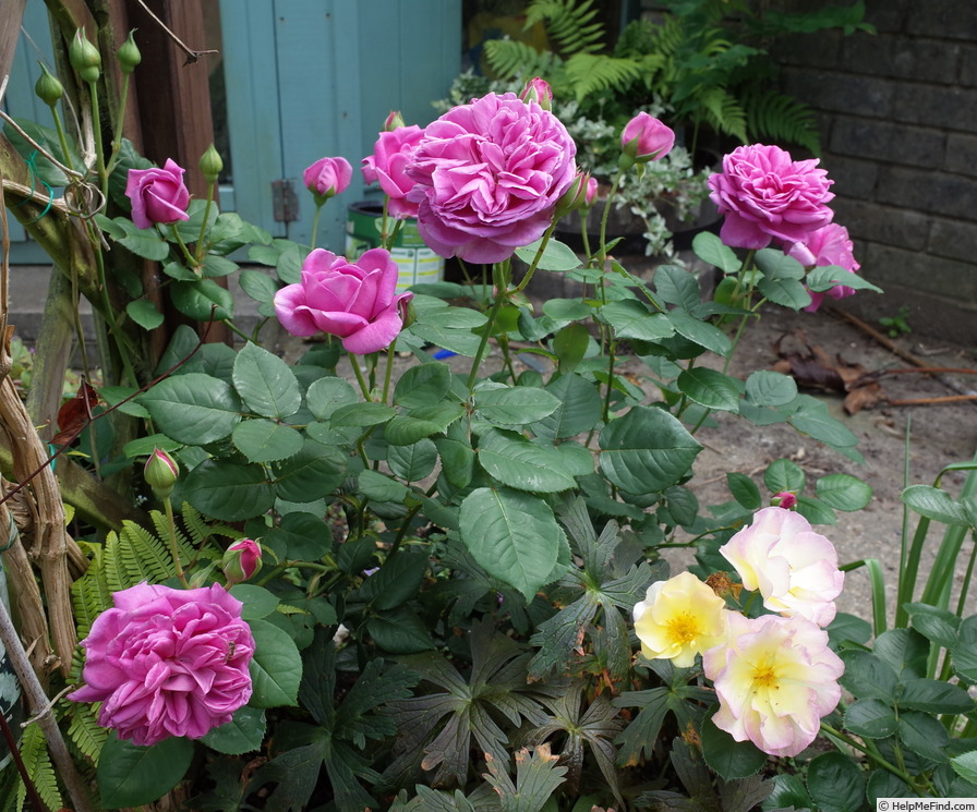 'Sandringham (shrub, Beales before 2013)' rose photo