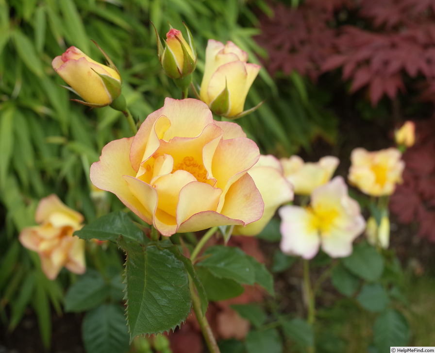 'Scented Garden' rose photo
