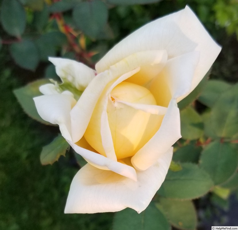 'Ethel Sanday' rose photo