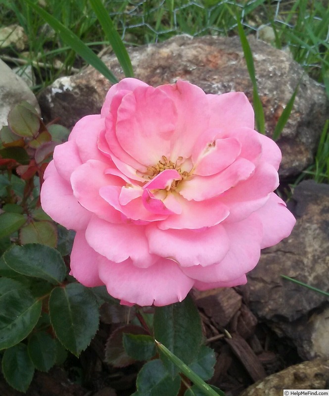 'Sexy Rexy ® (Floribunda, McGredy, 1978)' rose photo