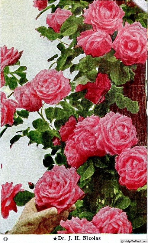 'Dr. J. H. Nicolas' rose photo