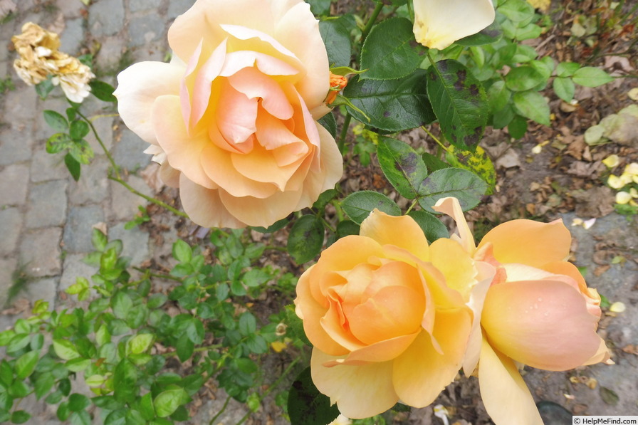 'Hansestadt Rostock ®' rose photo