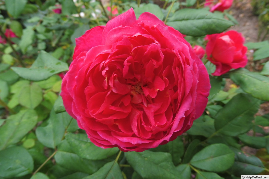 'Benjamin Britten' rose photo