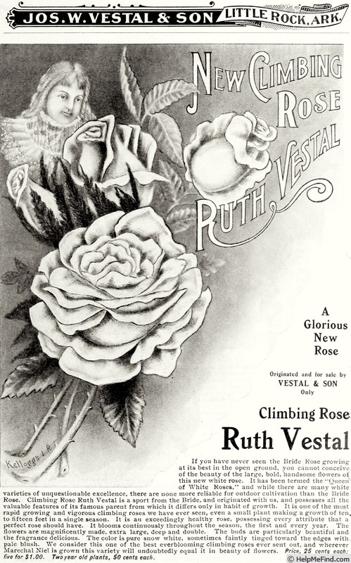 'Ruth Vestal' rose photo