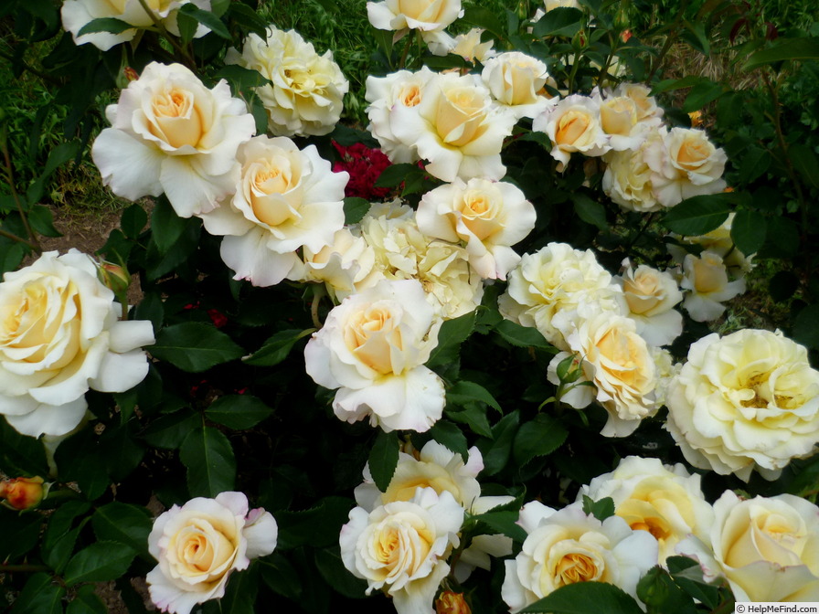 'Sunny Sky ® (hybrid tea, Kordes, 1999/2009)' rose photo