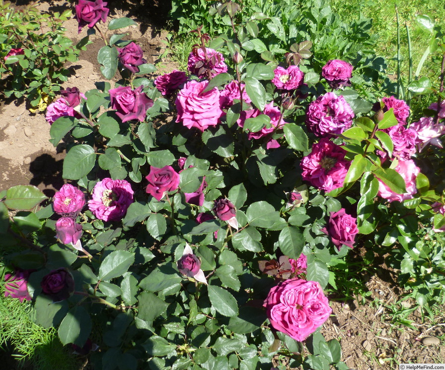 'Gräfin Diana ®' rose photo