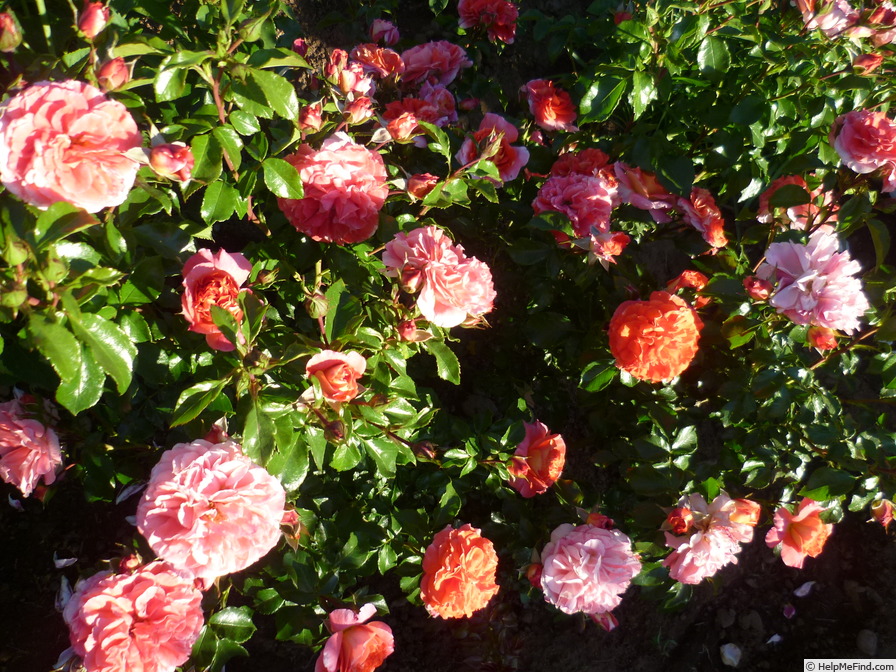 'Gebrüder Grimm ®' rose photo