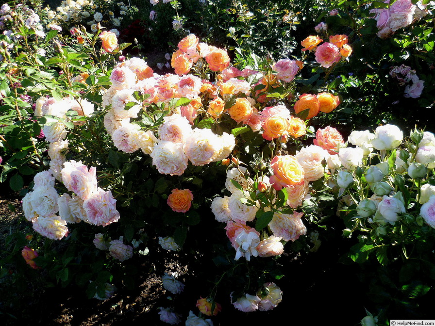 'Gartenspaß ®' rose photo