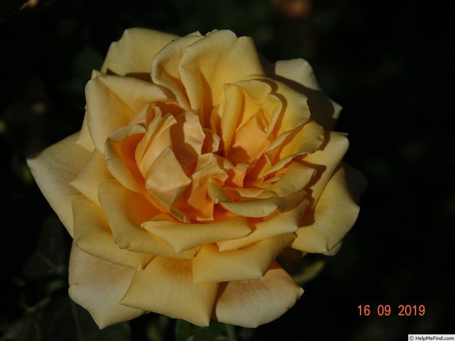 'Valencia ® (hybrid tea, Kordes before 1987)' rose photo