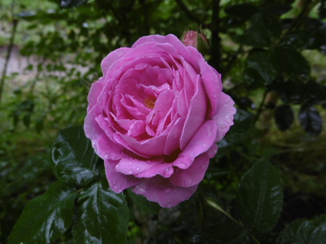 'Coupe de Hebe (damask, syn. 'Comte de Rome')' rose photo