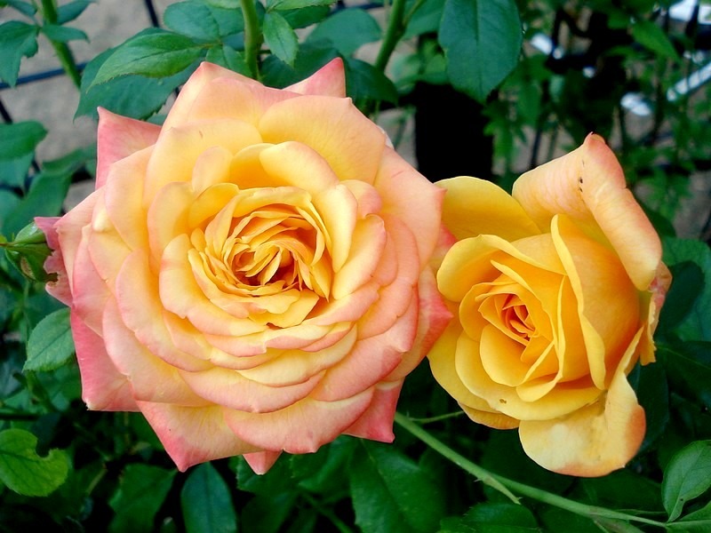 'Amber Flush' rose photo