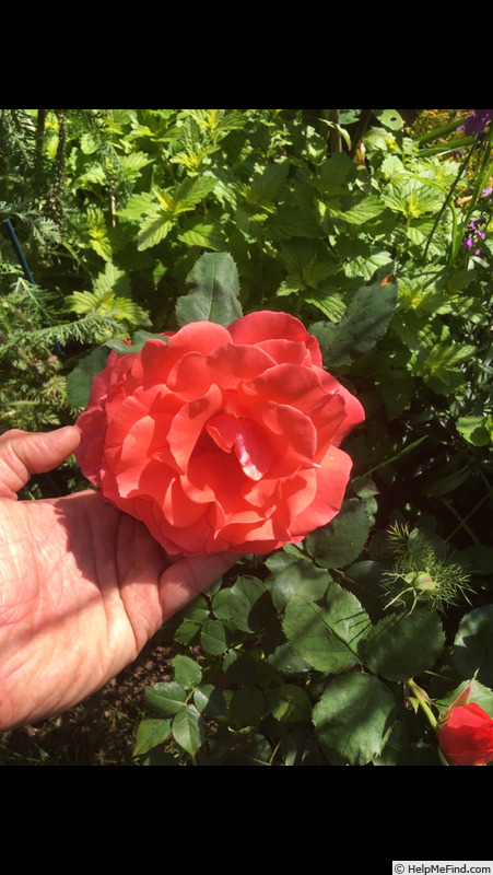 'Bridgwater Pride' rose photo