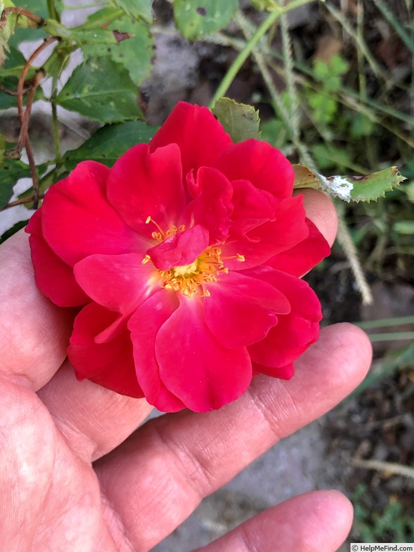 'SOULCAMP' rose photo