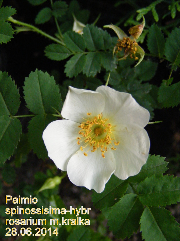 'Paimio' rose photo