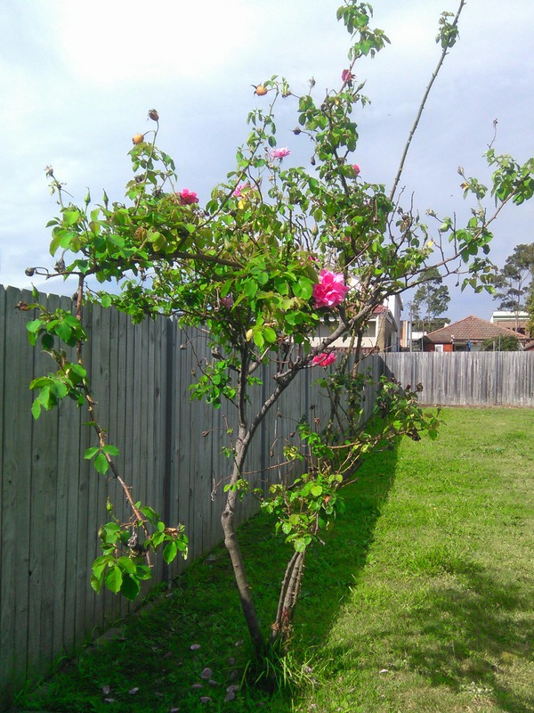 'Mrs. Fred Danks' rose photo