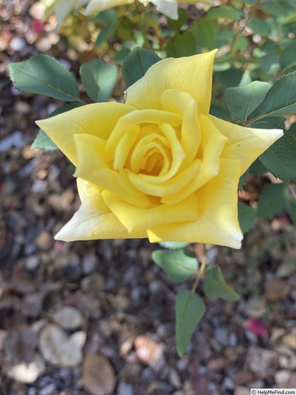 'The Lighthouse' rose photo