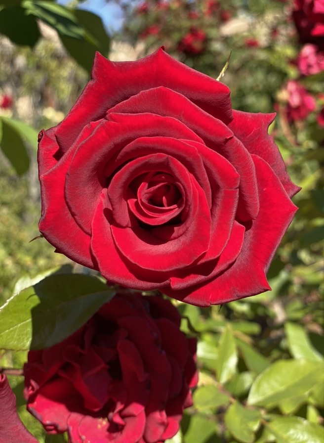 'O. L. Weeks' rose photo