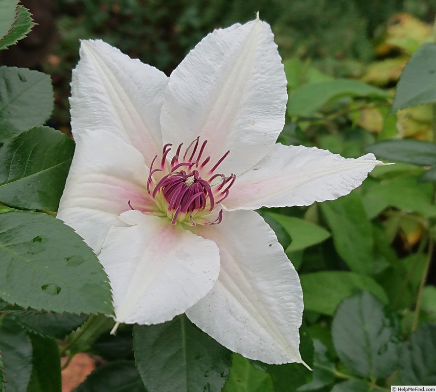 'The Countess of Wessex' clematis photo