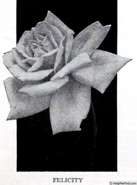 'Felicity (hybrid tea, Clark Bros. 1919)' rose photo