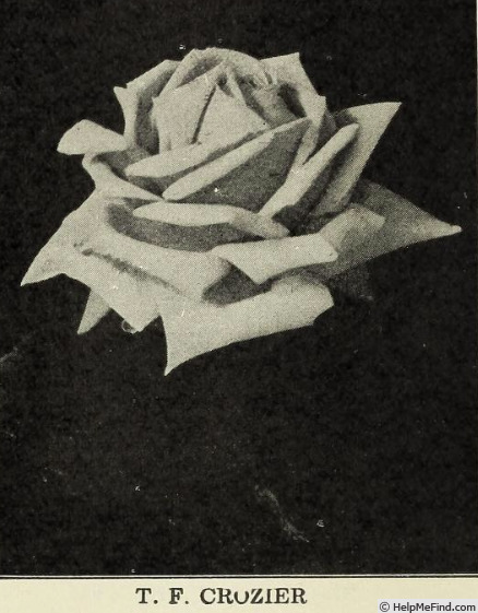 'T.  F. Crozier' rose photo