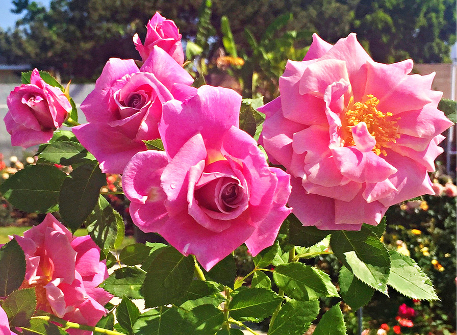 'Lady Olenna' rose photo