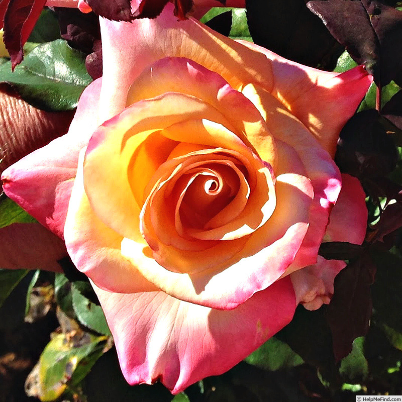 'Shannon Lanaya' rose photo