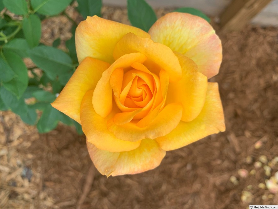 'Gold Medal' rose photo