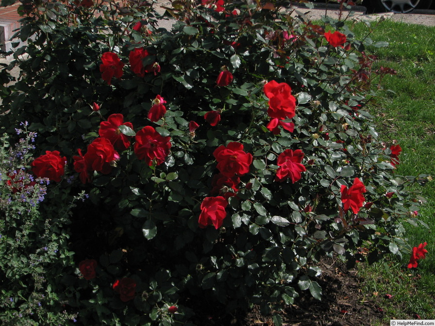 'Miracle on the Hudson' rose photo