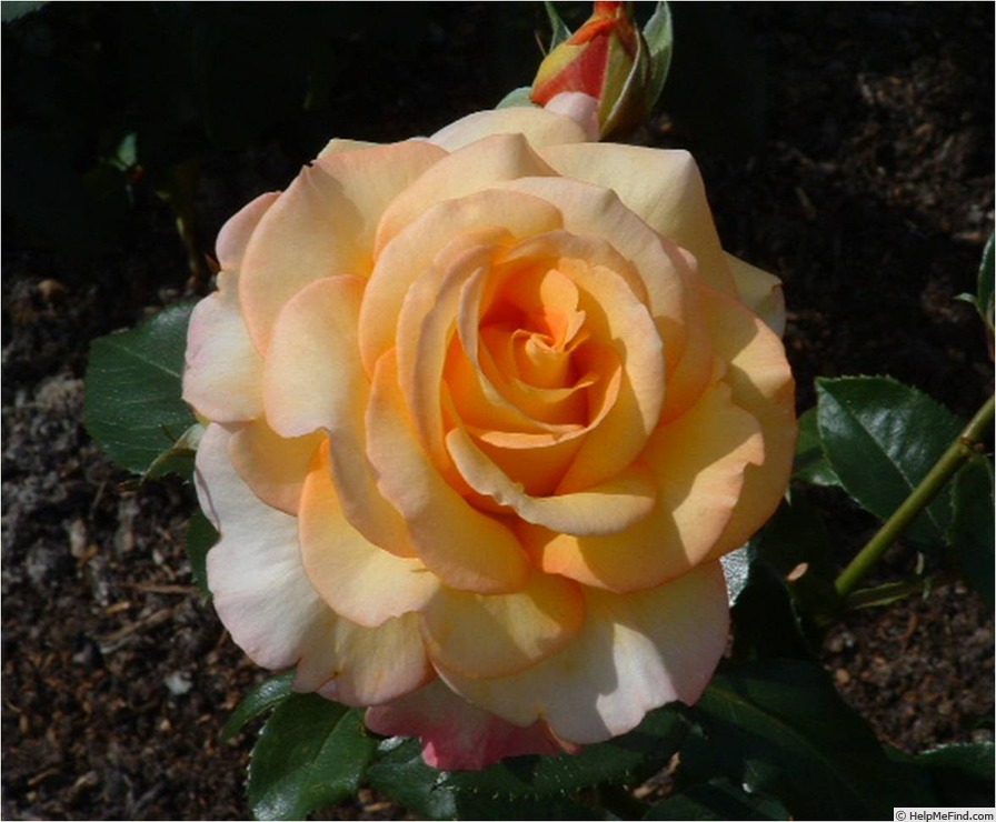 'Golden Kiss' rose photo