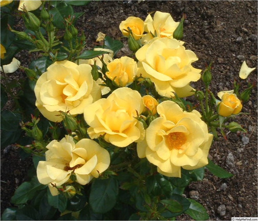 'Bright Smile ®' rose photo