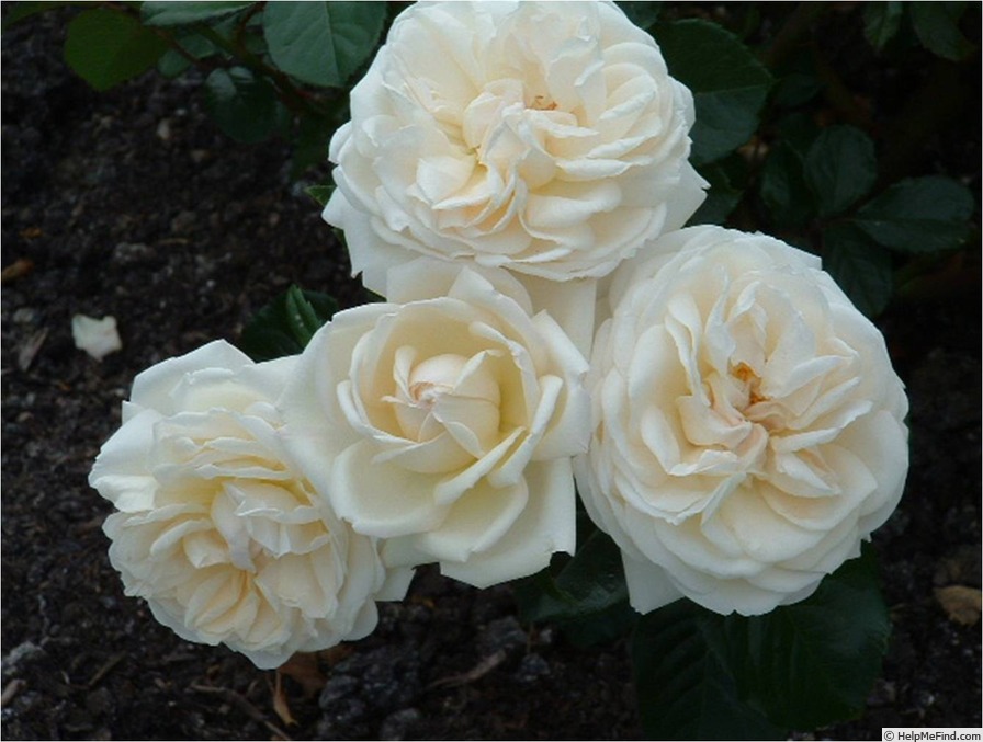 'White Gold (floribunda, Cocker, 1998)' rose photo
