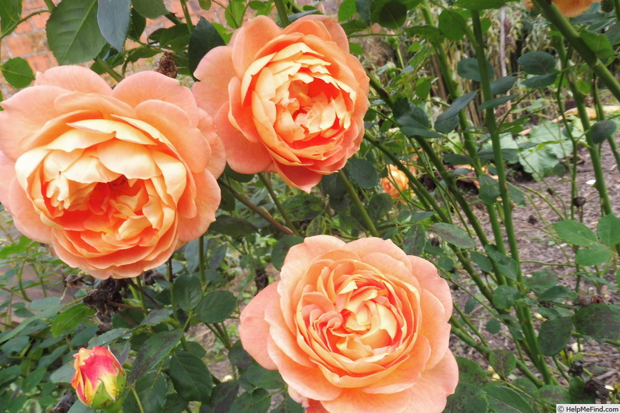 'Lady of Shalott ®' rose photo