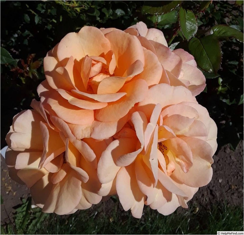 'Portorož ®' rose photo