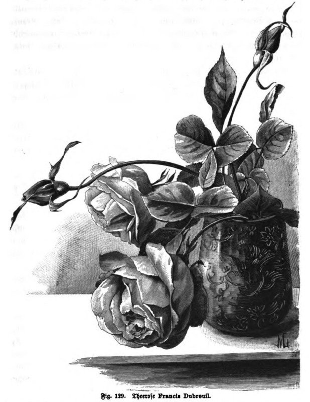 'Francis Dubreuil (Tea, Dubreuil, 1894)' rose photo