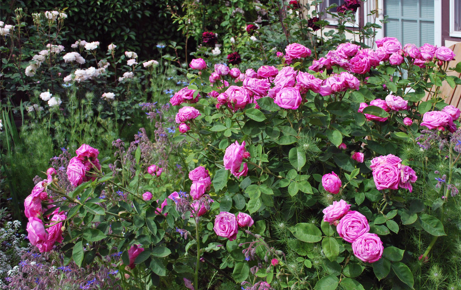 'Anita's Garden'  photo