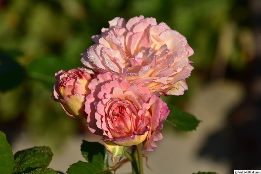 'Leilani' rose photo