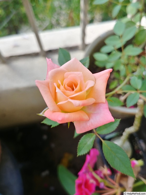 'Kay Denise' rose photo