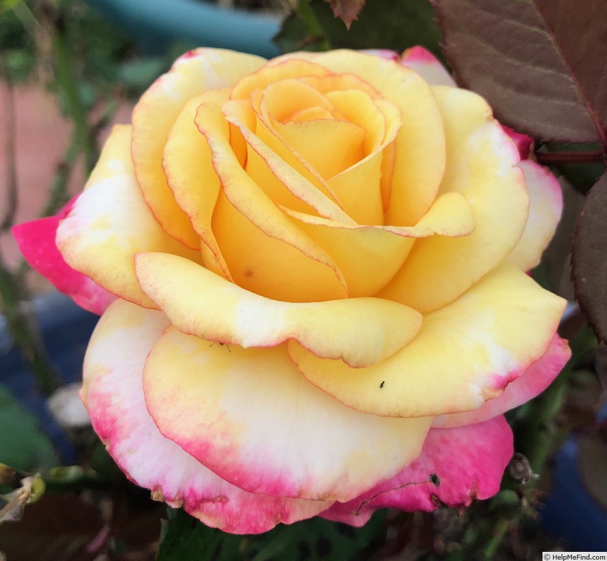 'Dream Come True ™ (grandiflora, Pottschmidt, 2006)' rose photo