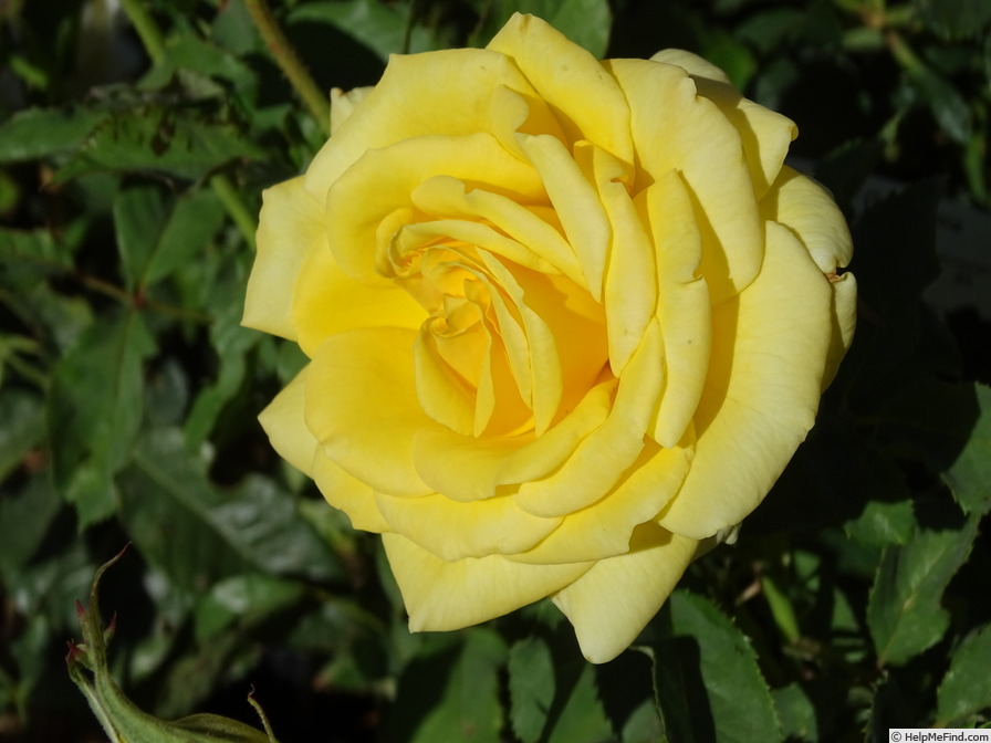 'Honey Bee Kind' rose photo