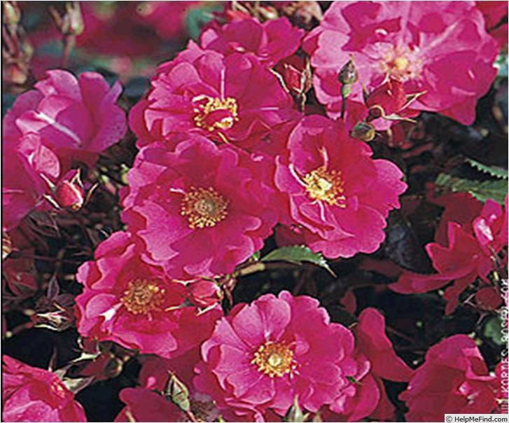 'Berkshire' rose photo