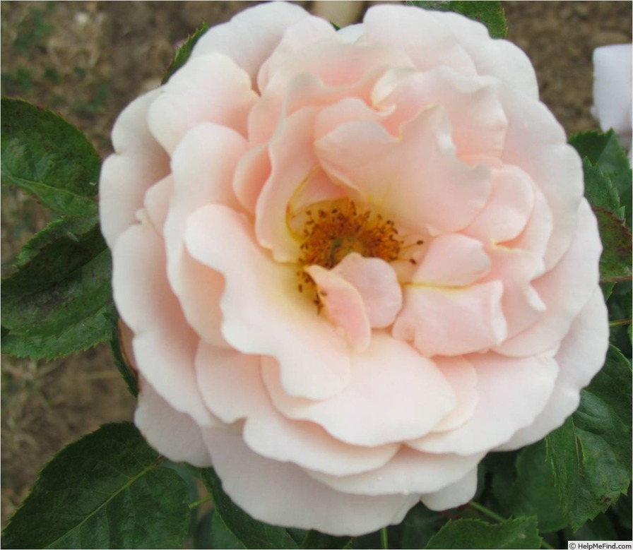 'Laurette Fugain ®' rose, click to enlarge 'Laurette Fugain ®' rose photo