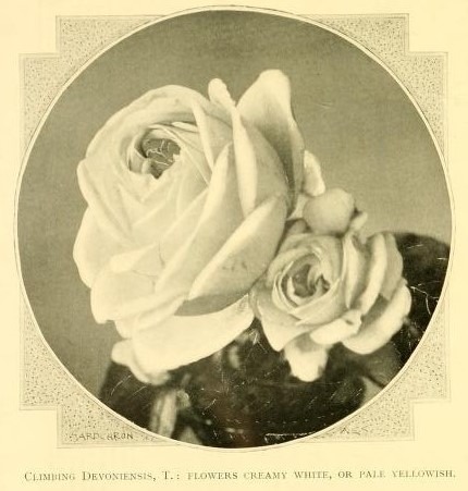 'Climbing Devoniensis' rose photo