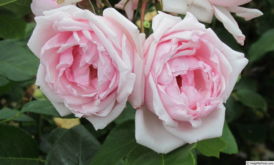 'Petit Trianon ®' rose photo