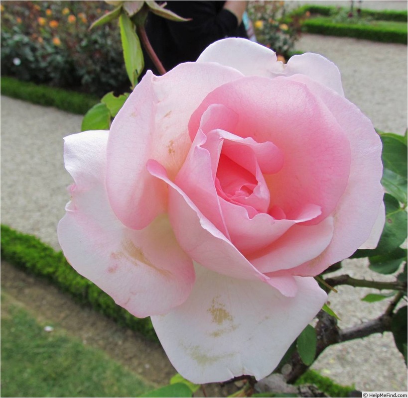 'Grand Siècle®' rose photo