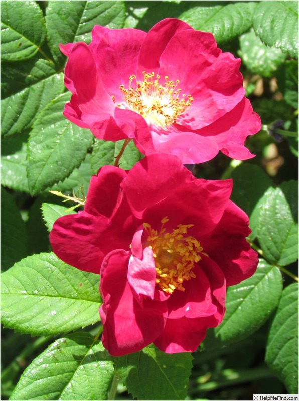 'Splendens (gallica/turbinata)' rose photo