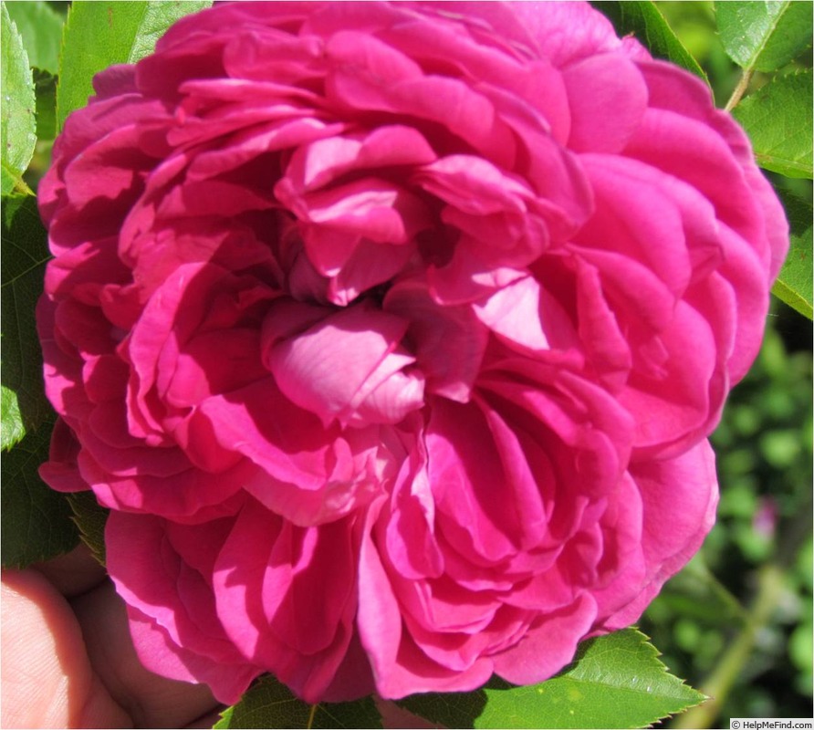 'Aurore du Matin' rose photo