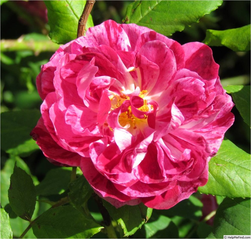 'Panachée d'Angers (hybrid perpetual Moreau-Robert 1878)' rose photo