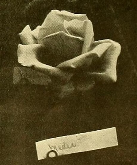 'Medea (tea, Paul, 1891)' rose photo