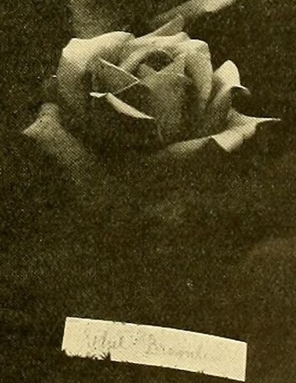 'Ethel Brownlow' rose photo
